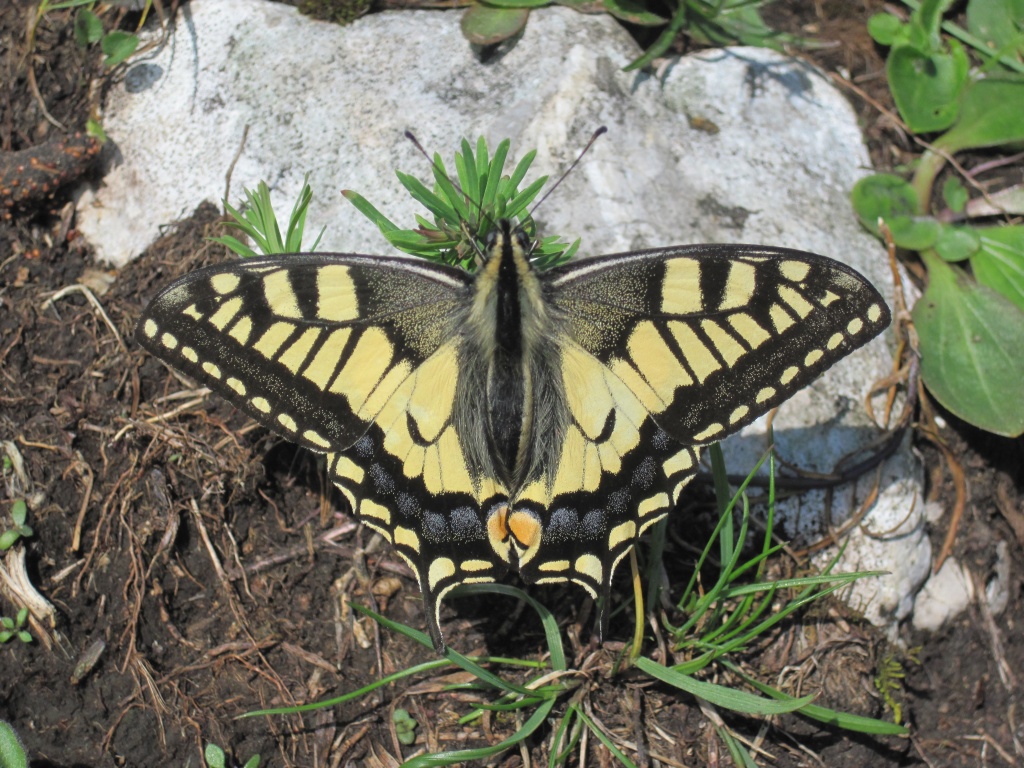 Papilio machaon Bichleralpe IMG 0192